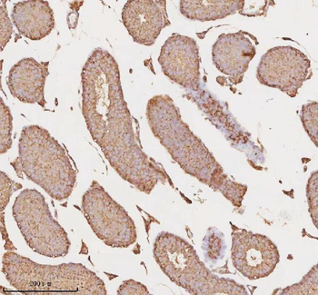 MICALL1 Antibody