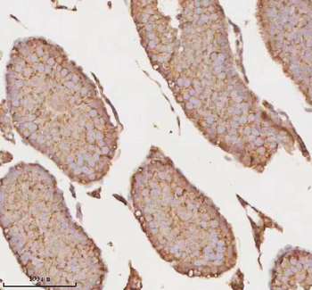 MICALL1 Antibody