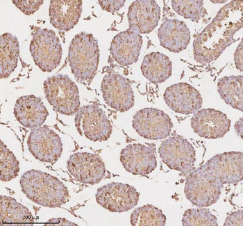 MICALL1 Antibody