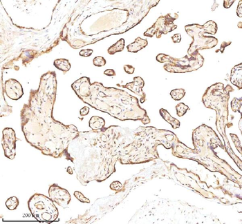 MICALL1 Antibody