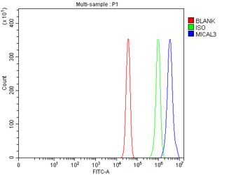 MICAL3 Rabbit Polyclonal Antibody
