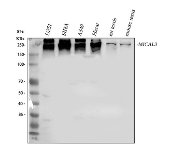MICAL3 Rabbit Polyclonal Antibody