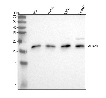 MED28 Antibody