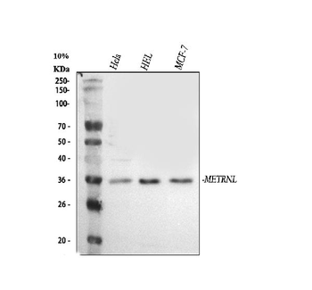 METRNL Rabbit Polyclonal Antibody