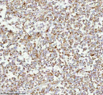 MELTF Antibody