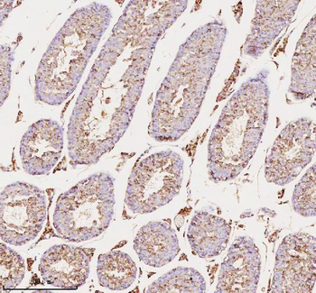 MELTF Antibody