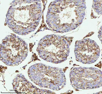 MELTF Antibody
