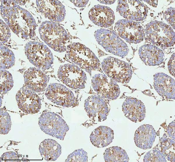 MELTF Antibody