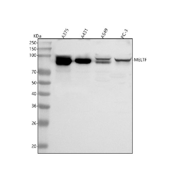 MELTF Antibody