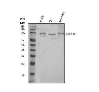 MELTF Antibody