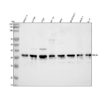 MED4 Antibody