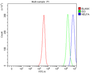 NELFA Rabbit Polyclonal Antibody