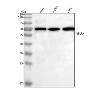 NELFA Rabbit Polyclonal Antibody
