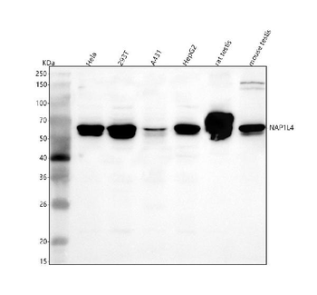 NAP1L4 Rabbit Polyclonal Antibody