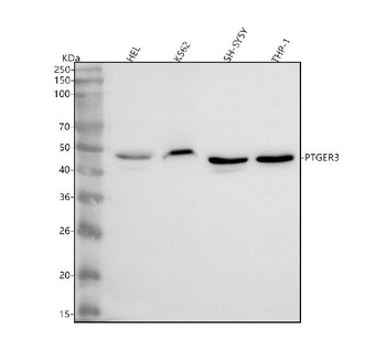 PTGER3 Rabbit Polyclonal Antibody