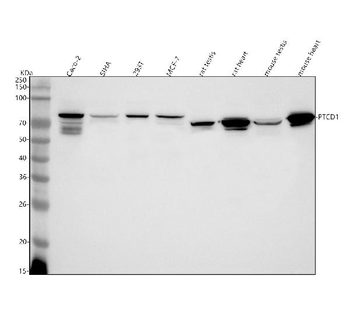 PTCD1 Antibody