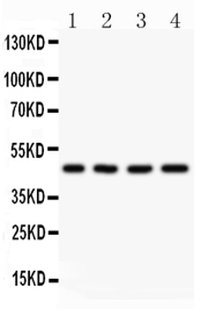 AAMP CCL18 Antibody