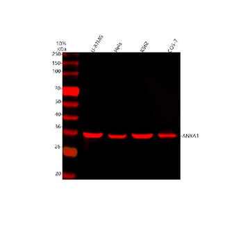 Annexin A1/ANXA1 Rabbit Polyclonal Antibody