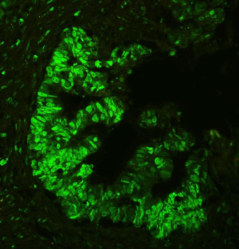 APE1/APEX1 Antibody