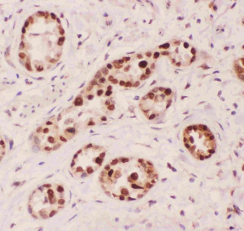 APE1/APEX1 Antibody