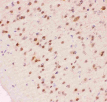 APE1/APEX1 Antibody