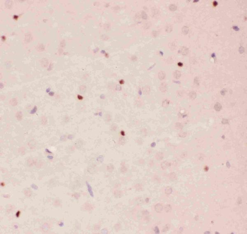 APE1/APEX1 Antibody