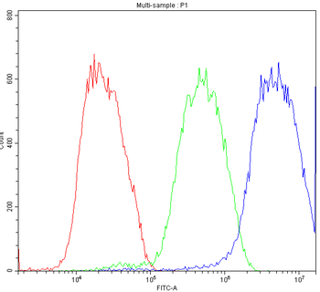 ATF2 Antibody