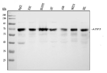 ATF2 Antibody