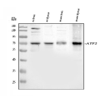 ATF2 Antibody