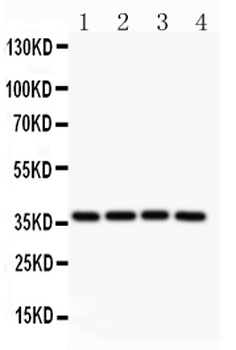 MCL1 Rabbit Polyclonal Antibody