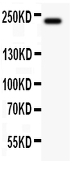 MUC4 Rabbit Polyclonal Antibody
