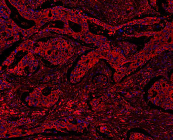 MyD88 Antibody