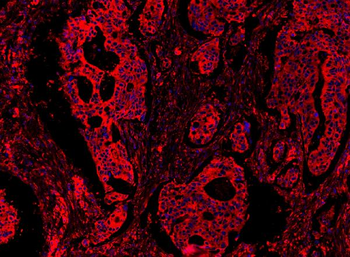 MyD88 Antibody