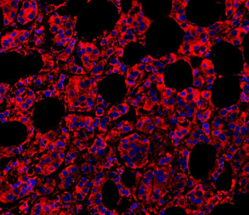 MyD88 Antibody