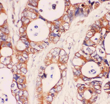 MyD88 Antibody
