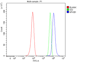NFkB/NFKB1 p105/p50 Rabbit Polyclonal Antibody
