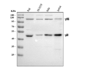 NFkB/NFKB1 p105/p50 Rabbit Polyclonal Antibody