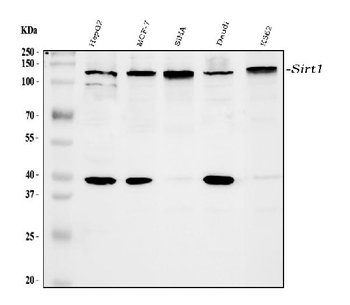 SIRT1 Rabbit Polyclonal Antibody