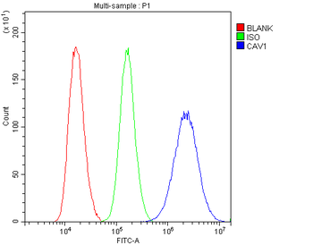 Caveolin-1/CAV1 Antibody
