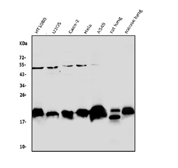 Caveolin-2/CAV2 Rabbit Polyclonal Antibody