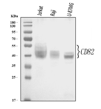CD82 Rabbit Polyclonal Antibody