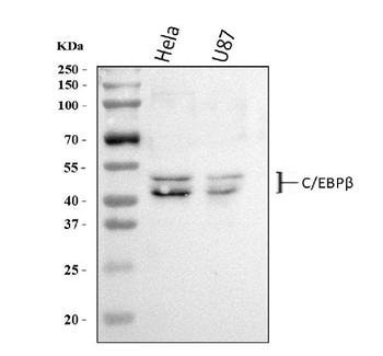CEBP Beta/CEBPB Antibody