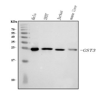 GST3/GST pi/GSTP1 Rabbit Polyclonal Antibody