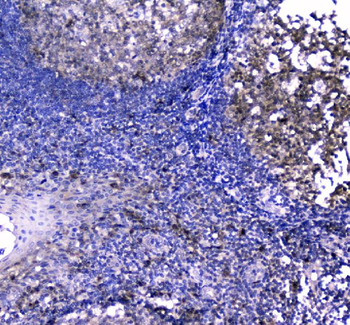 Caspase-3/CASP3 Rabbit Polyclonal Antibody