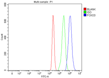 FOXO3A Rabbit Polyclonal Antibody