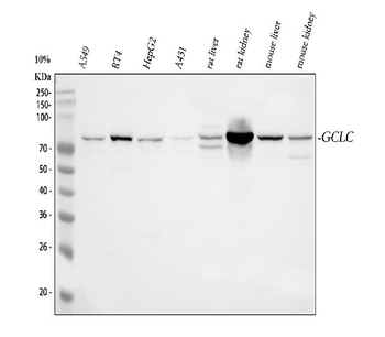 GCLC Rabbit Polyclonal Antibody