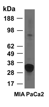 Heme Oxygenase 1/HMOX1 Rabbit Polyclonal Antibody