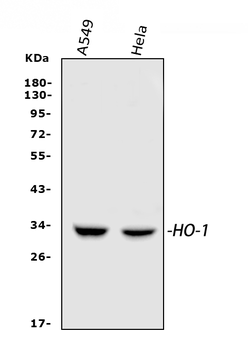Heme Oxygenase 1/HMOX1 Rabbit Polyclonal Antibody