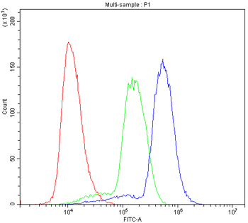 HOXA11 Rabbit Polyclonal Antibody