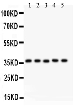 KLF6 Antibody